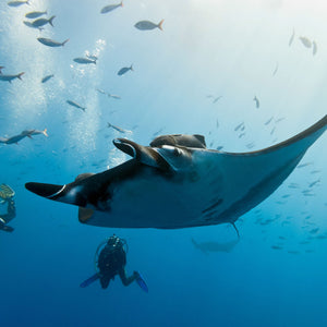 Manta Ray and divers